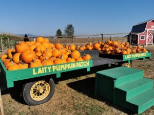 Read more about the article Laity Pumpkin Patch North – Maple Ridge