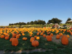 Read more about the article The Pumpkin Patch at Richmond Country Farms