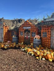 Laity Pumpkin Patch South – Maple Ridge