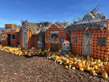 Laity Pumpkin Patch South – Maple Ridge