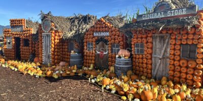 Laity Pumpkin Patch South – Maple Ridge