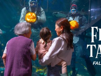 Fin-tastic Fall at Vancouver Aquarium 2026 — Underwater Pumpkins, Kelp Maze & Spookley