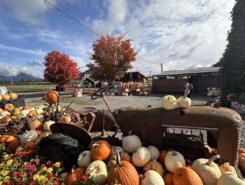 We Got Lost at Greendale Acres: An Honest Family Guide to Chilliwack’s Corn Maze & Pumpkin Patch (2026)