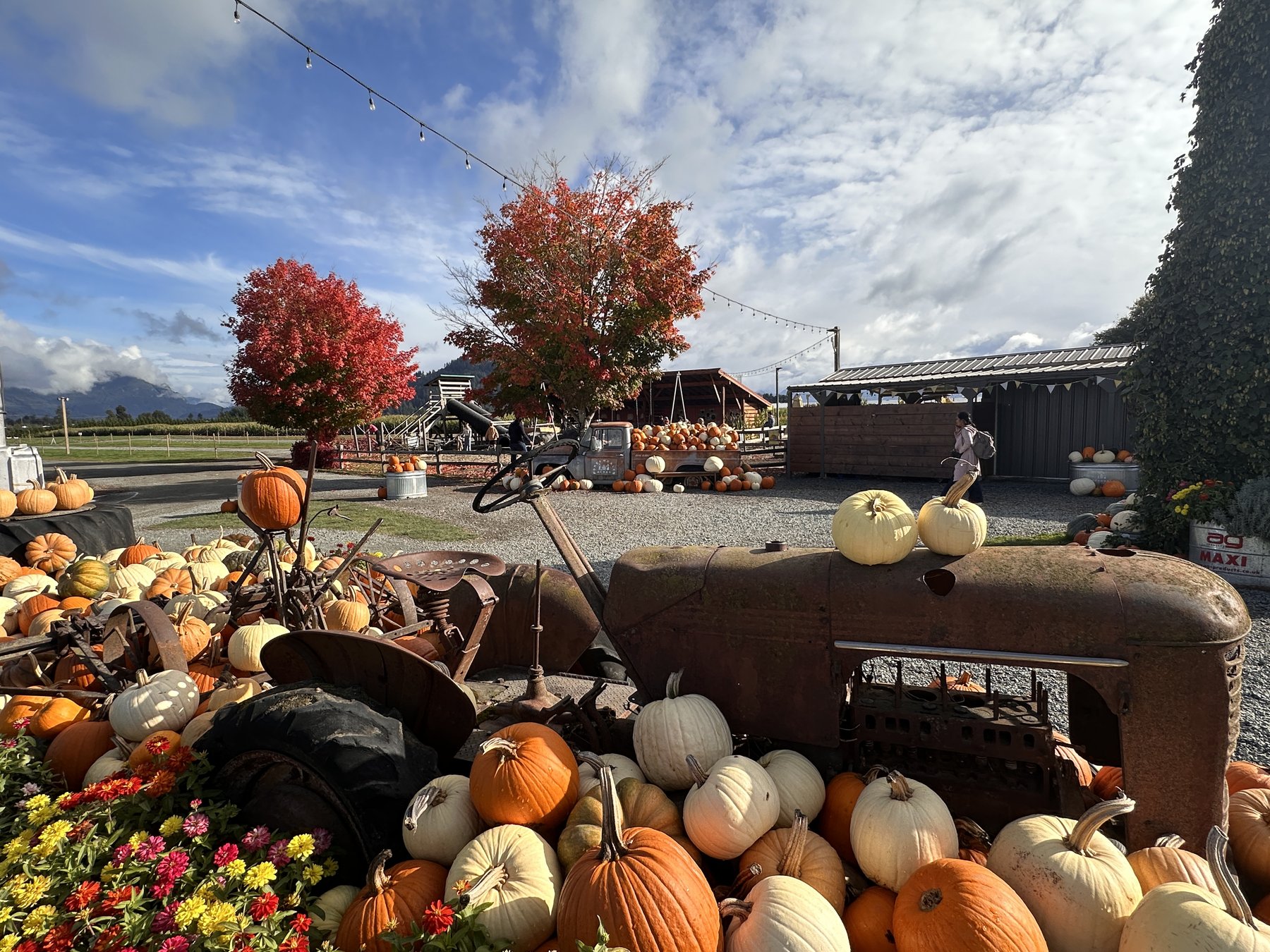 We Got Lost at Greendale Acres: An Honest Family Guide to Chilliwack’s Corn Maze & Pumpkin Patch (2026)