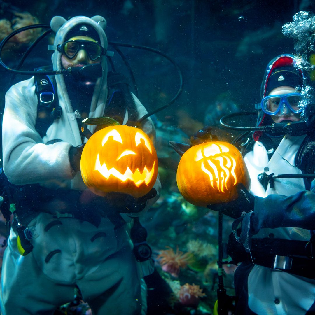 Two costumed scuba divers underwater hold glowing carved jack-o-lantern pumpkins