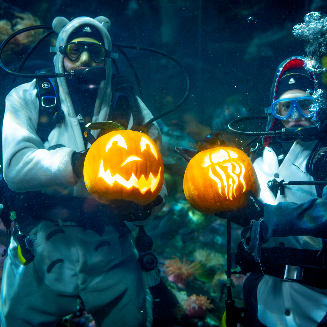Two costumed scuba divers underwater hold glowing carved jack-o-lantern pumpkins