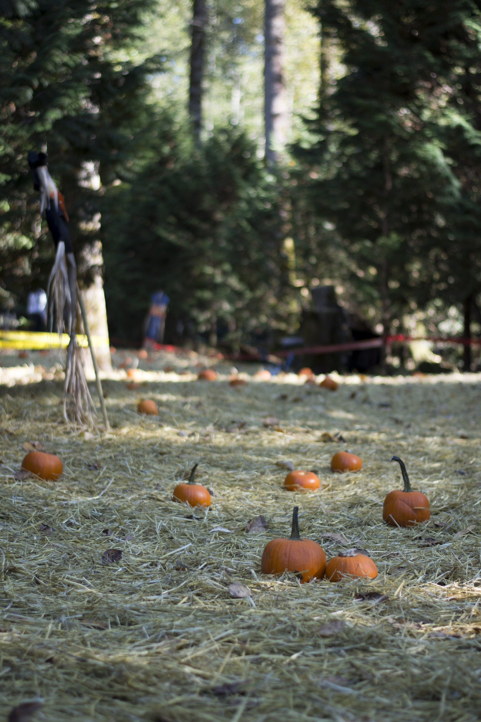 Orange pumpkins scattered on straw in a sunny forest clearing at the Bear Creek Pumpkin Train patch.