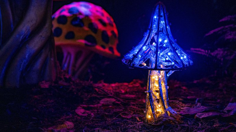 Glowing mushrooms along the trail
