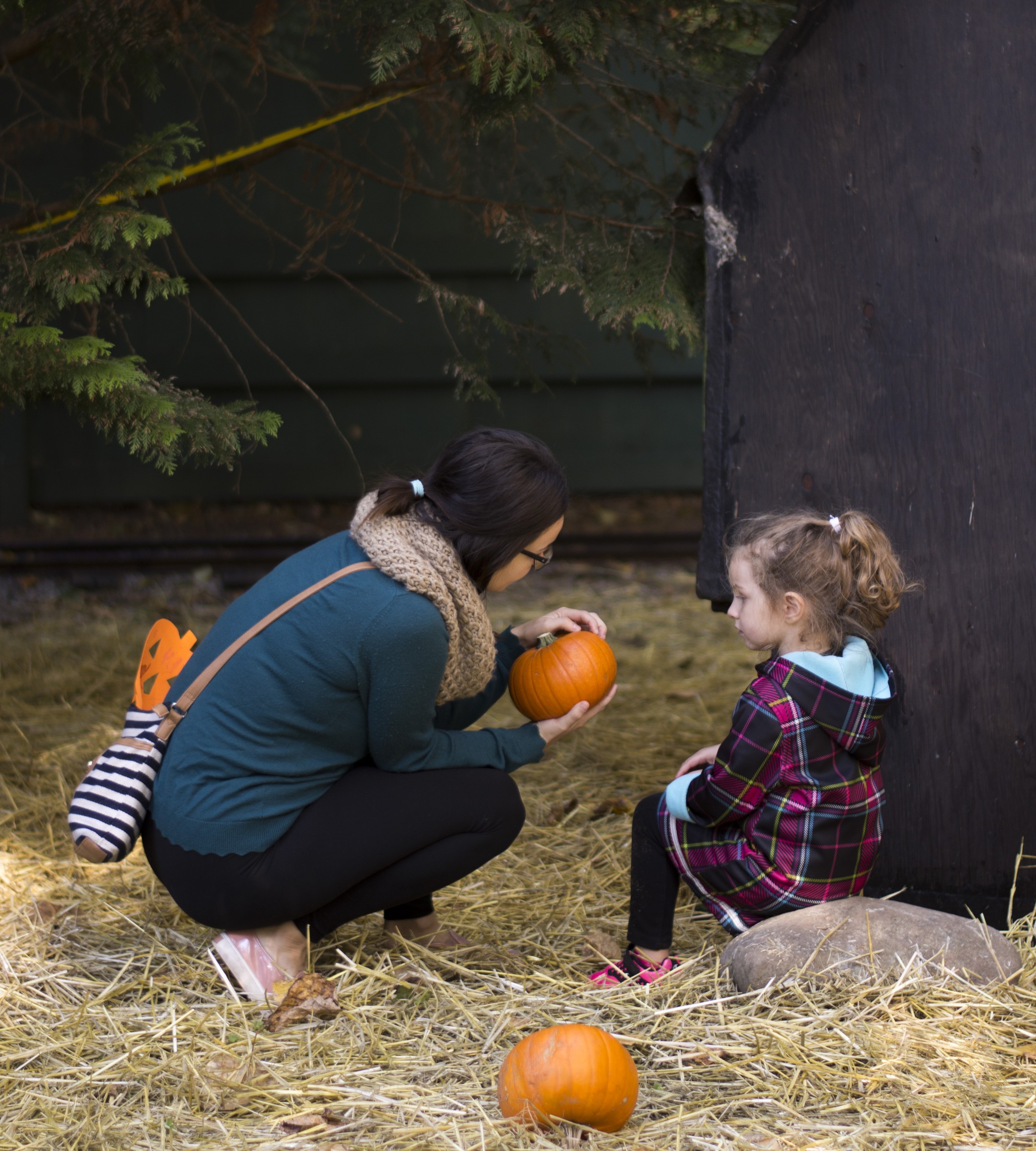 Adult and child choosing a small pumpkin on straw under evergreens at the Bear Creek daytime Pumpkin Train patch.